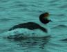 Hooded Grebe Expedition